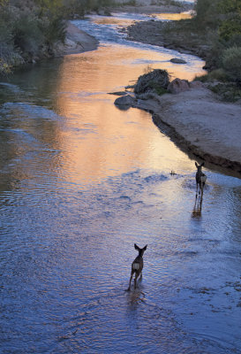 The crossing