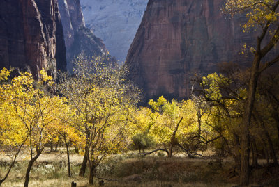 A small forest in yellow