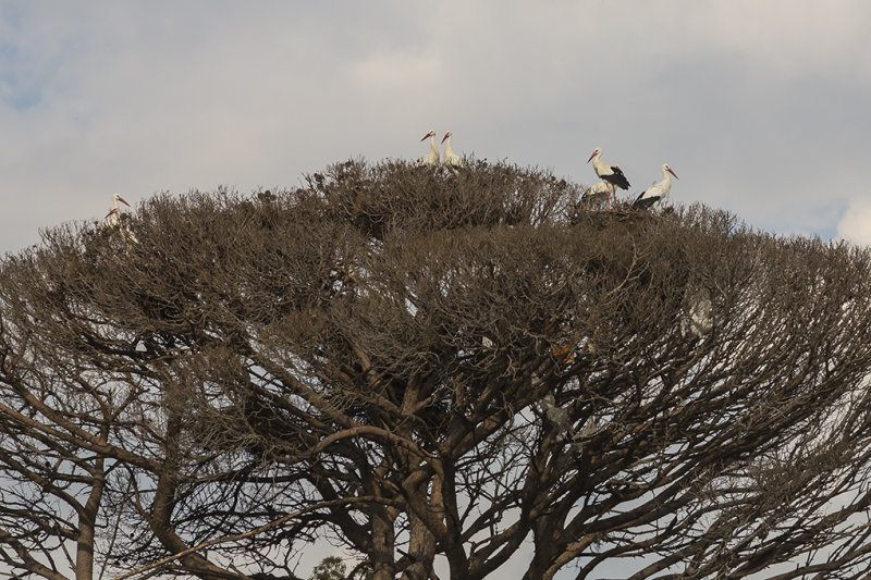 Nests