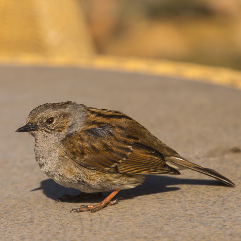 Tree Sparrow