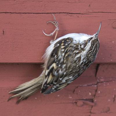 Tree Creeper (long toed)