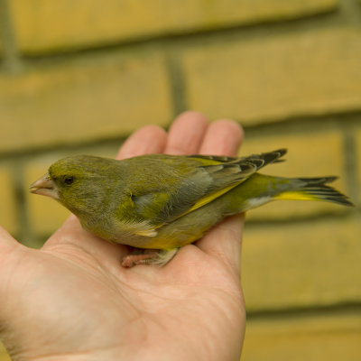 Greenfinch