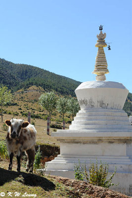 White Pagoda and Yak DSC_8738