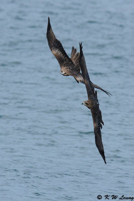 Black Kites DSC_2237