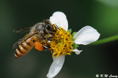 Honeybee DSC_2165