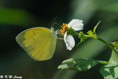 Eurema hecabe DSC_2135