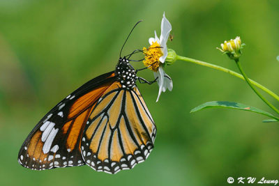 Danaus genutia DSC_2391