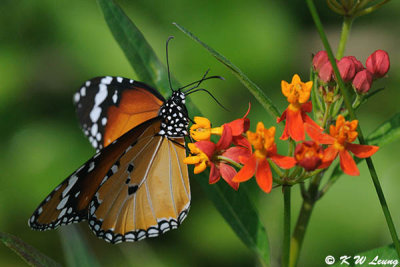 Danaus chysippus DSC_2421