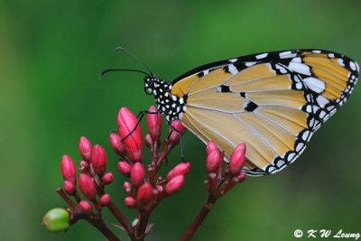 Danaus chysippus DSC_2455