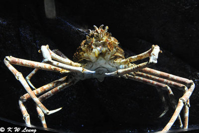 Spider crab DSC_3176