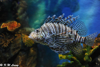 Lionfish DSC_3186