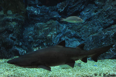 Shark DSC_3275