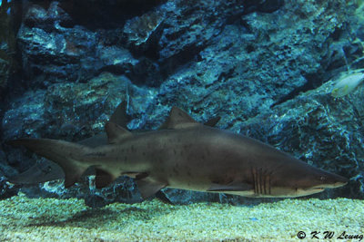 Shark DSC_3283
