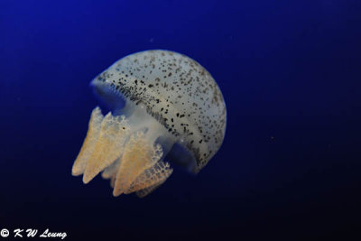 Jellyfish DSC_3291