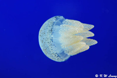 Jellyfish DSC_3298