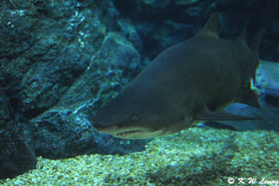 Shark DSC_3272