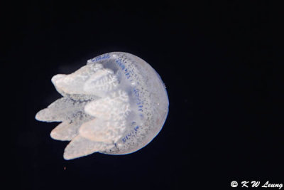 Jellyfish DSC_3308