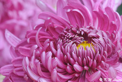 Chrysanthemum DSC_4640