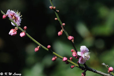 Plum blossom DSC_5011