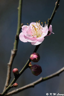 Plum blossom DSC_5055