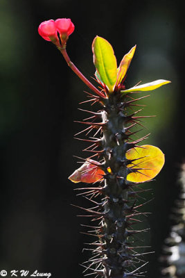 Euphorbia splendens DSC_5087