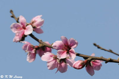 Peach blossom DSC_5048