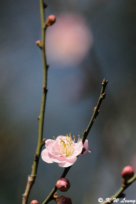 Plum blossom DSC_5058
