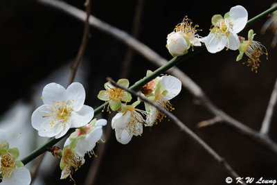 Plum blossom DSC_5156