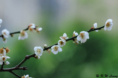 Plum blossom DSC_5168