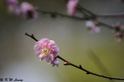Plum blossom DSC_4974