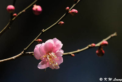 Plum blossom DSC_5069