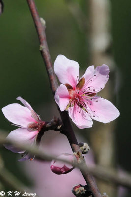 Peach blossom DSC_5043