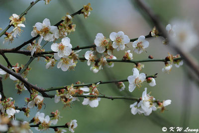 Plum blossom DSC_5162