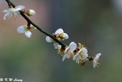 Plum blossom DSC_5163