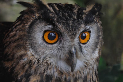 Eurasian Eagle Owl DSC_5602