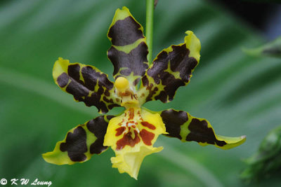 Orchid (DSC_5641)
