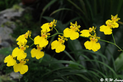 Orchid (DSC_5627)