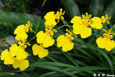 Orchid (DSC_5622)
