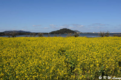Rape Field DSC_7826