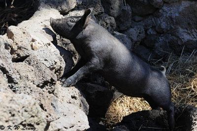 Black pig DSC_7781