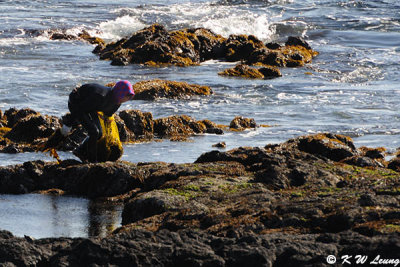 Woman Diver DSC_7848