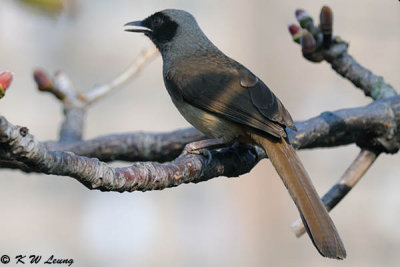 Masked Laughingthrush DSC_6636