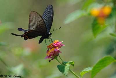 Papilio bianor DSC_9704