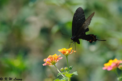 Papilio bianor DSC_9712