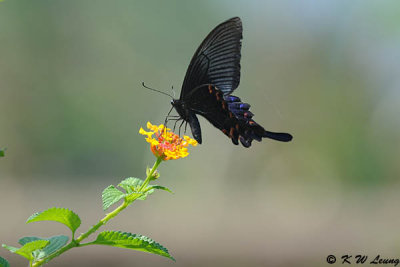 Papilio bianor DSC_9708
