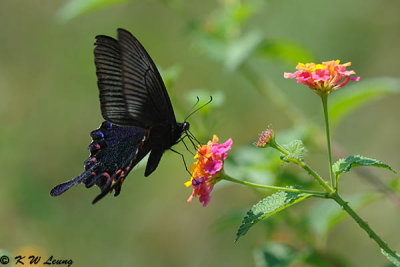 Papilio bianor DSC_9699