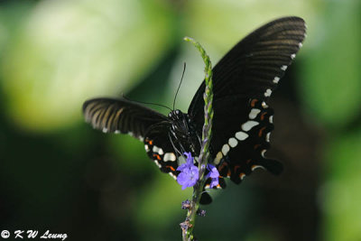 Papilio polytes DSC_6109