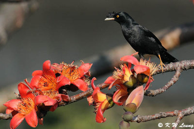 Crested Myna DSC_6406