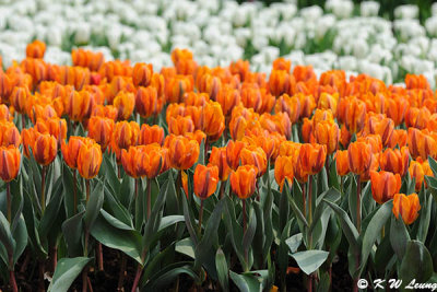 Tulips DSC_0235