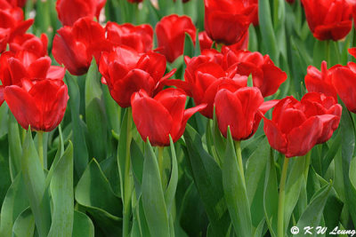Tulips DSC_0245